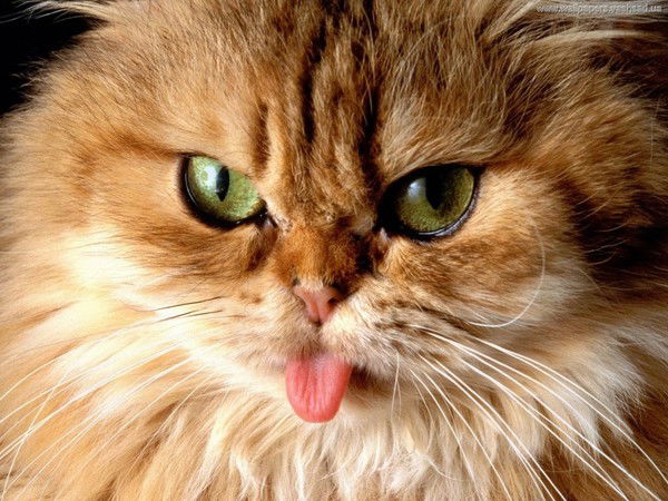 Виктор Корнев