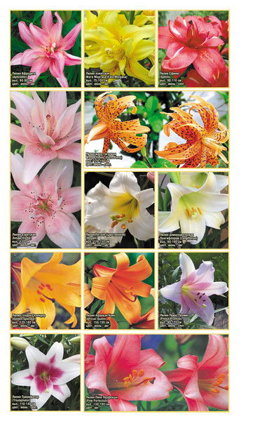 Гульден Бекежанова