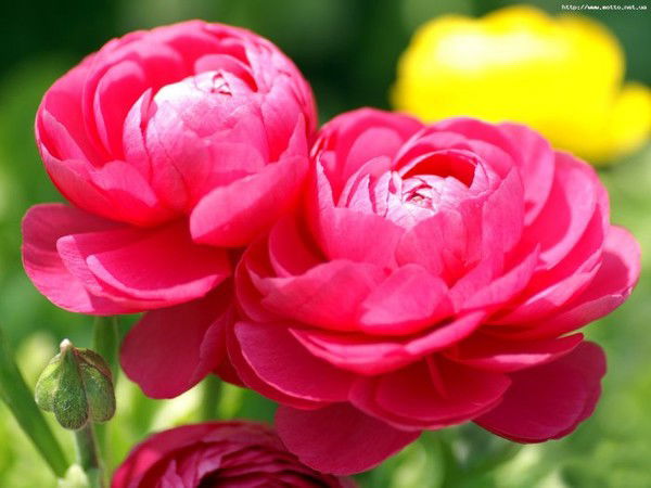 Ольга Болкова