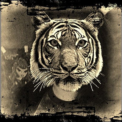 Полина Сафонова