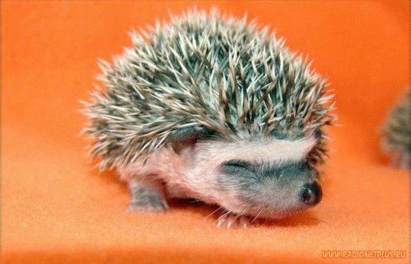 Дарья Алеманова