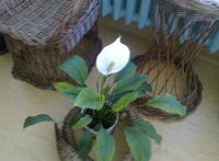 Таня Павлова