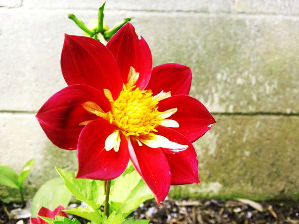 Анна Центнер