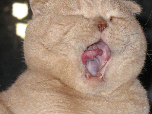 Артур Белобородов