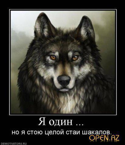 Волк Одиночка .