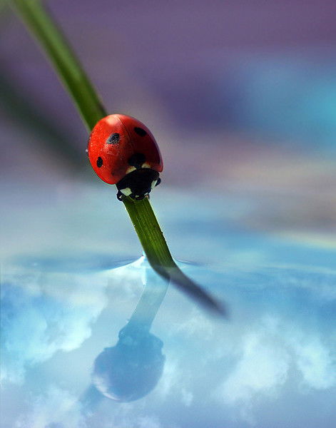 Светлана Иванова