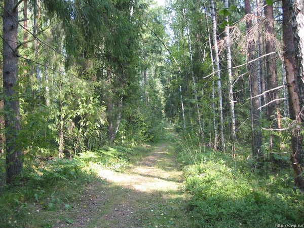 Eлена Костина