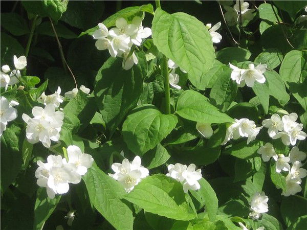 Наталья Линивцева