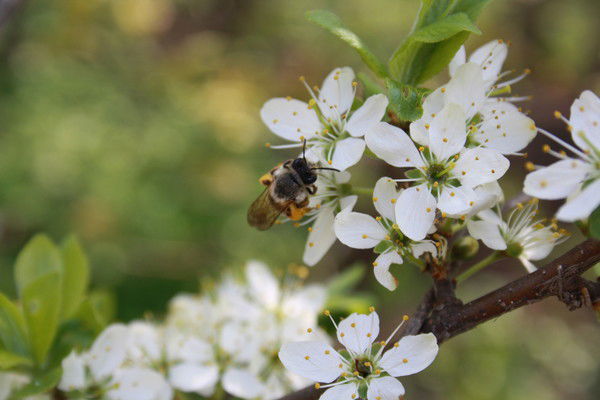 Марина Пахомовская