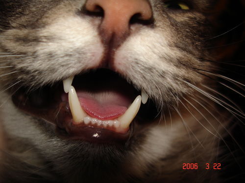 Елена Калинина