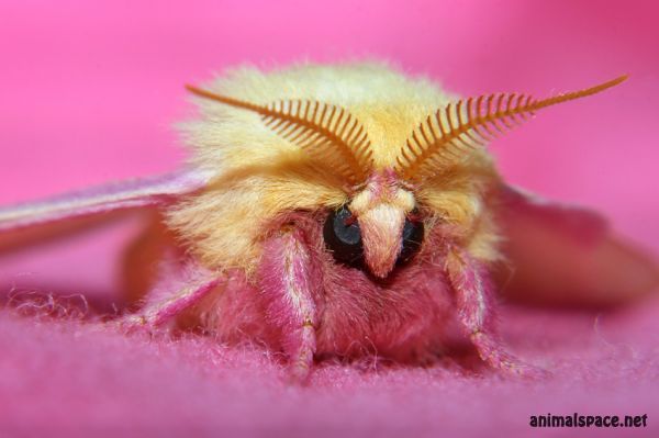 Любовь Рогожина