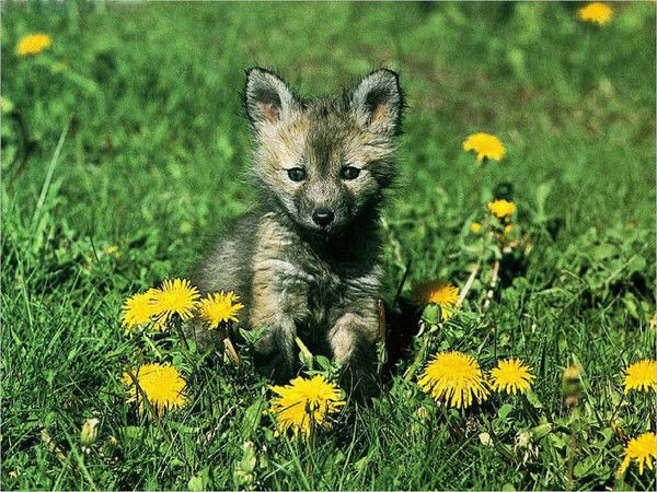 Павел Демьяненко