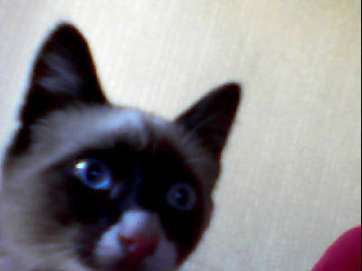 Аза Цечоева