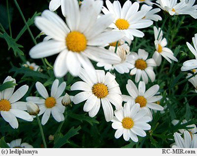 Новоисетская Библиотека