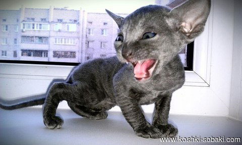 Галина Михеева