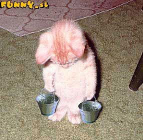 Евгений Заплатин