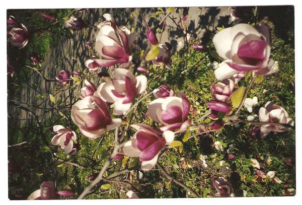 Алена Палий