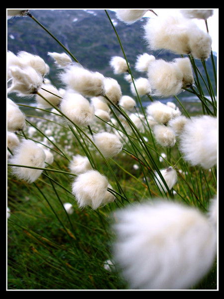 Светлана ********