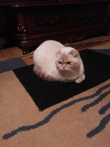 Марина Свешникова