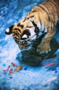 Екатерина Луговская