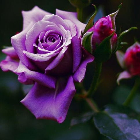 Наталья Затомская