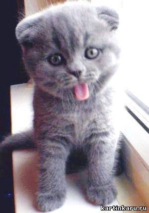 Андрей Федотов