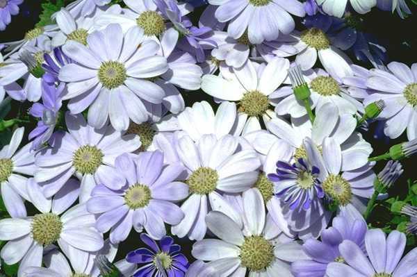 Людмила Гиндина