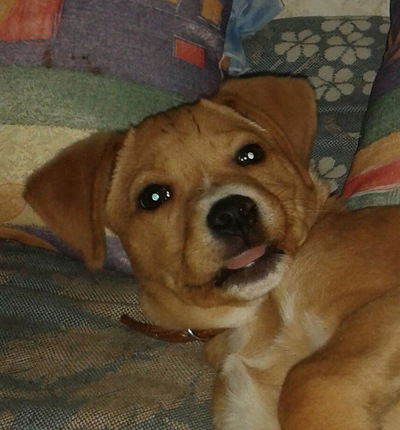 Ника Драгунскайте