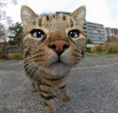 Екатерина Мирославская