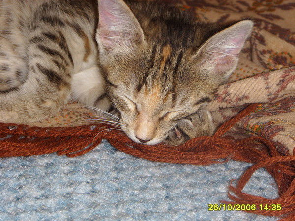 Татьяна Кутылина