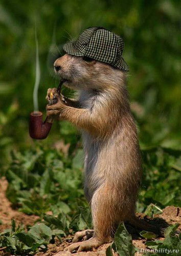 Алексей Арсентьев