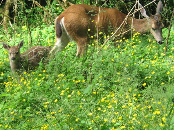 Оксана Пшеничная