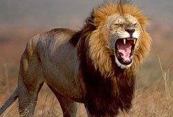 Неизвестно Неизвестно