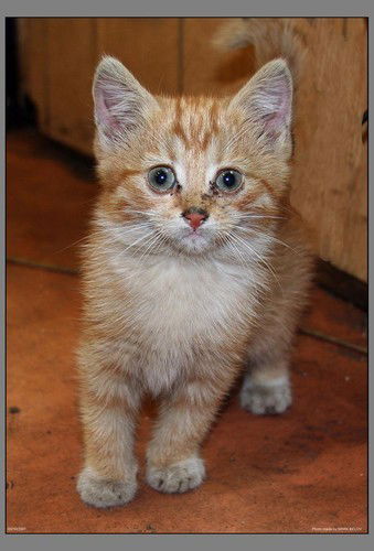 Русел Ветров