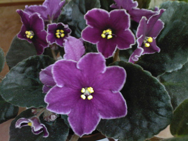 Елена Лыкова