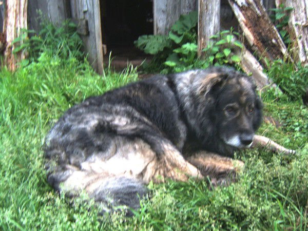 Мамонтов Александр