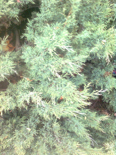 Людмила Дмитренко(Сердиченко)