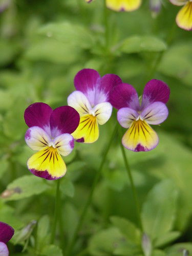 Анна Елькина