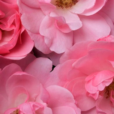 Элианора Песковец