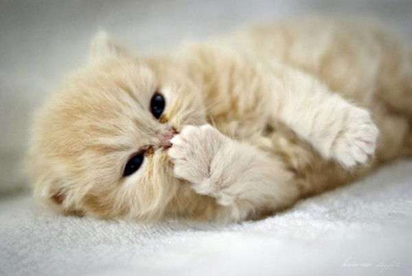 Бота Кенжебаева