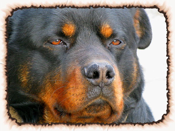 Сергей Мельник