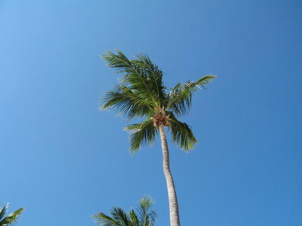 Максим Миронов