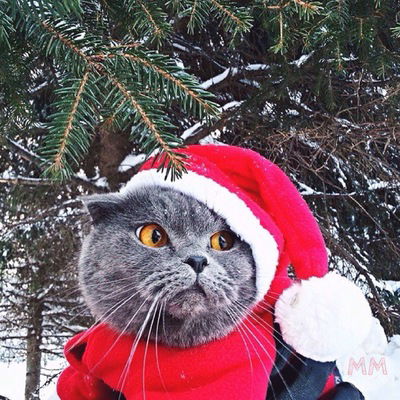 Александра Драгомир