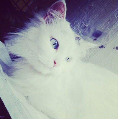 Валентина Комогорова