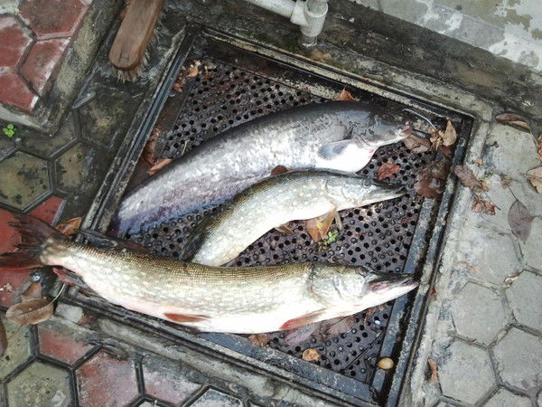 Николай Мокренко