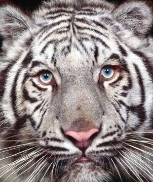 Вася Васильев