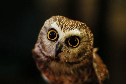 Марина Хижняк