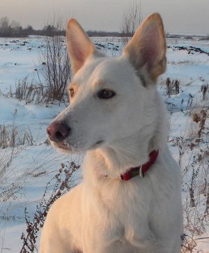 Елена Лоскутова