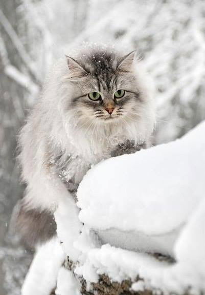 Алла Юхименко