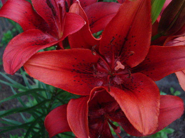 Лилия Жовнер